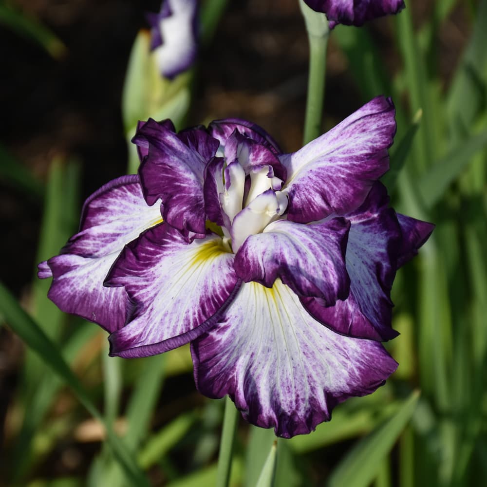 NetPS Plant Finder (www.netpsplantfinder.com)