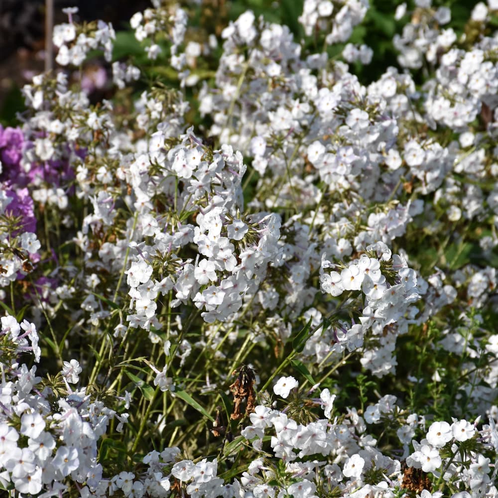 NetPS Plant Finder (www.netpsplantfinder.com)