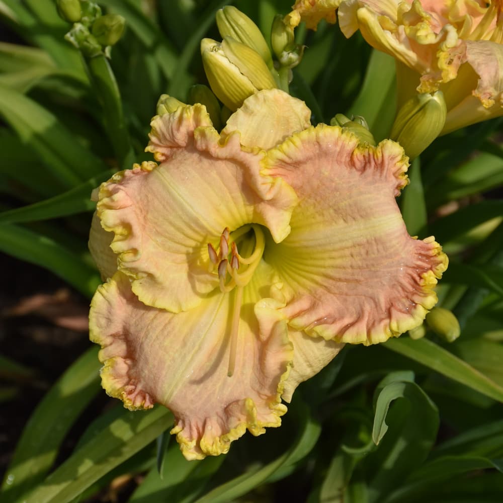 NetPS Plant Finder (www.netpsplantfinder.com)