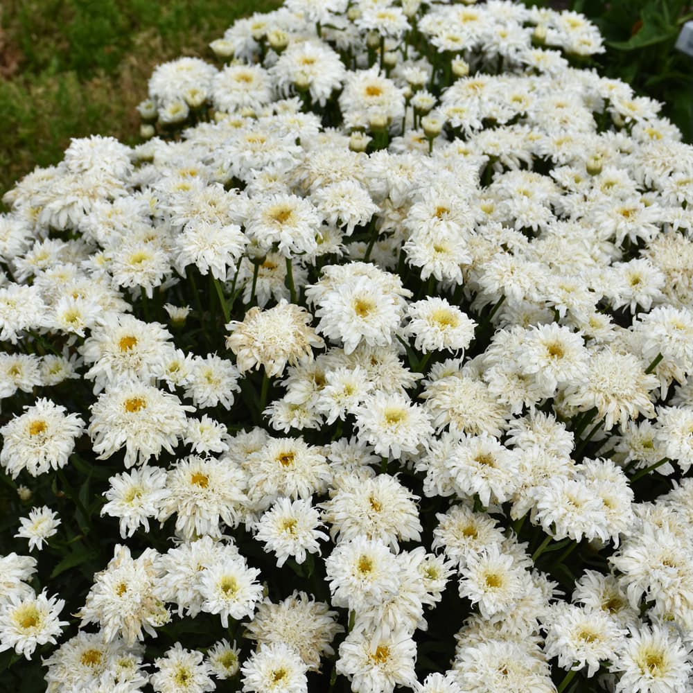 NetPS Plant Finder (www.netpsplantfinder.com)