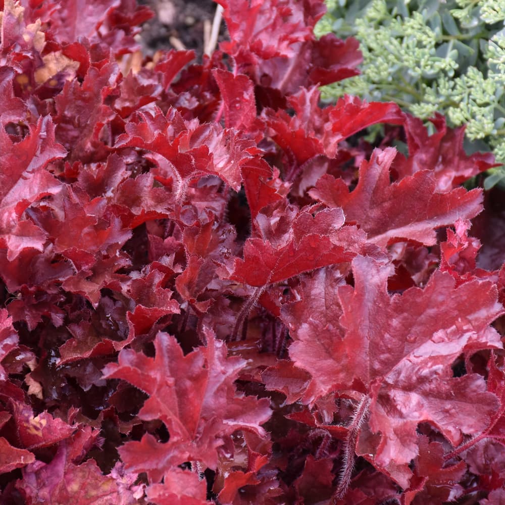 NetPS Plant Finder (www.netpsplantfinder.com)