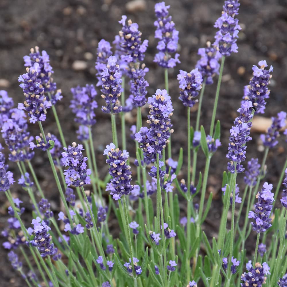 NetPS Plant Finder (www.netpsplantfinder.com)