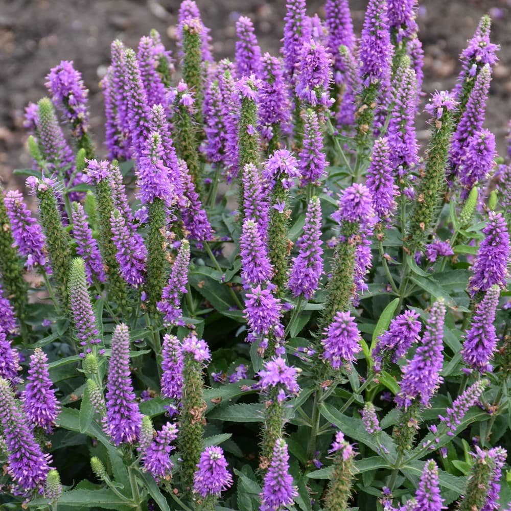 NetPS Plant Finder (www.netpsplantfinder.com)