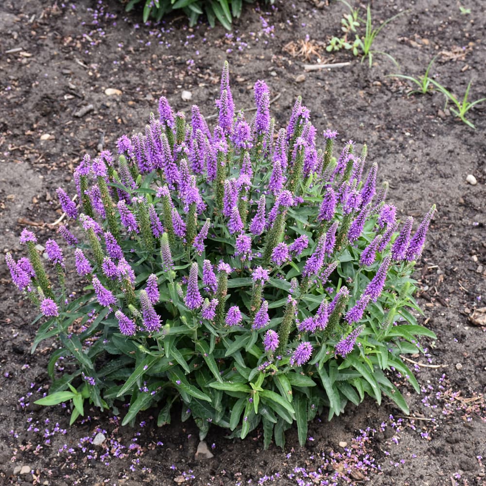 NetPS Plant Finder (www.netpsplantfinder.com)