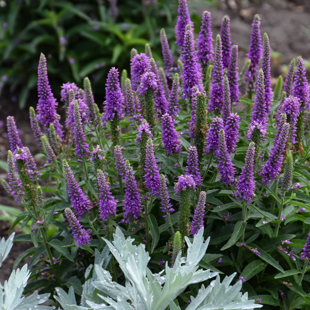 NetPS Plant Finder (www.netpsplantfinder.com)