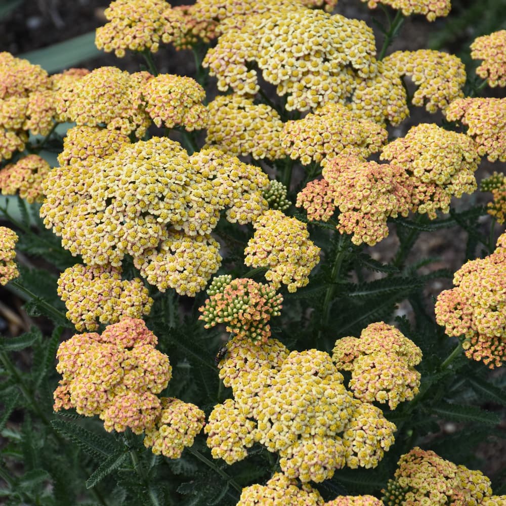 NetPS Plant Finder (www.netpsplantfinder.com)