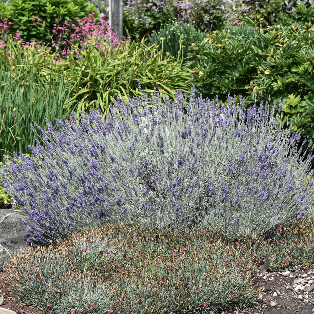 NetPS Plant Finder (www.netpsplantfinder.com)