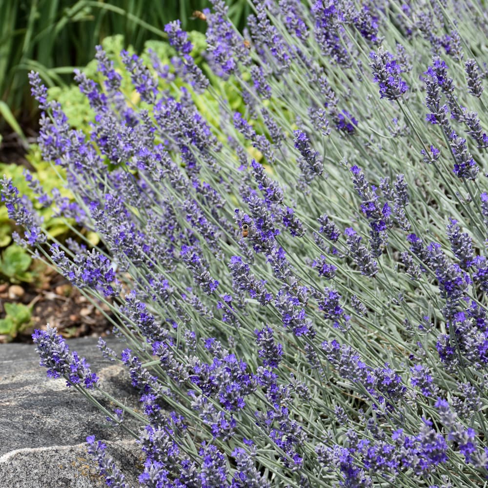 NetPS Plant Finder (www.netpsplantfinder.com)