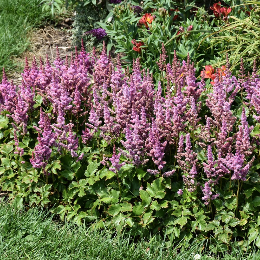 NetPS Plant Finder (www.netpsplantfinder.com)