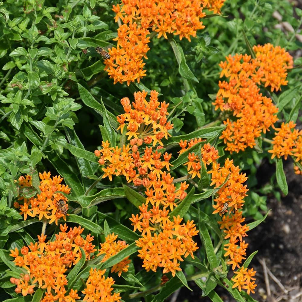 NetPS Plant Finder (www.netpsplantfinder.com)