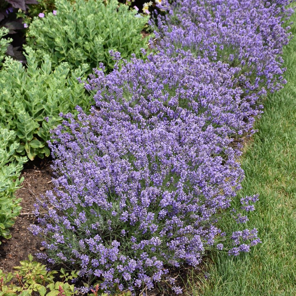 NetPS Plant Finder (www.netpsplantfinder.com)