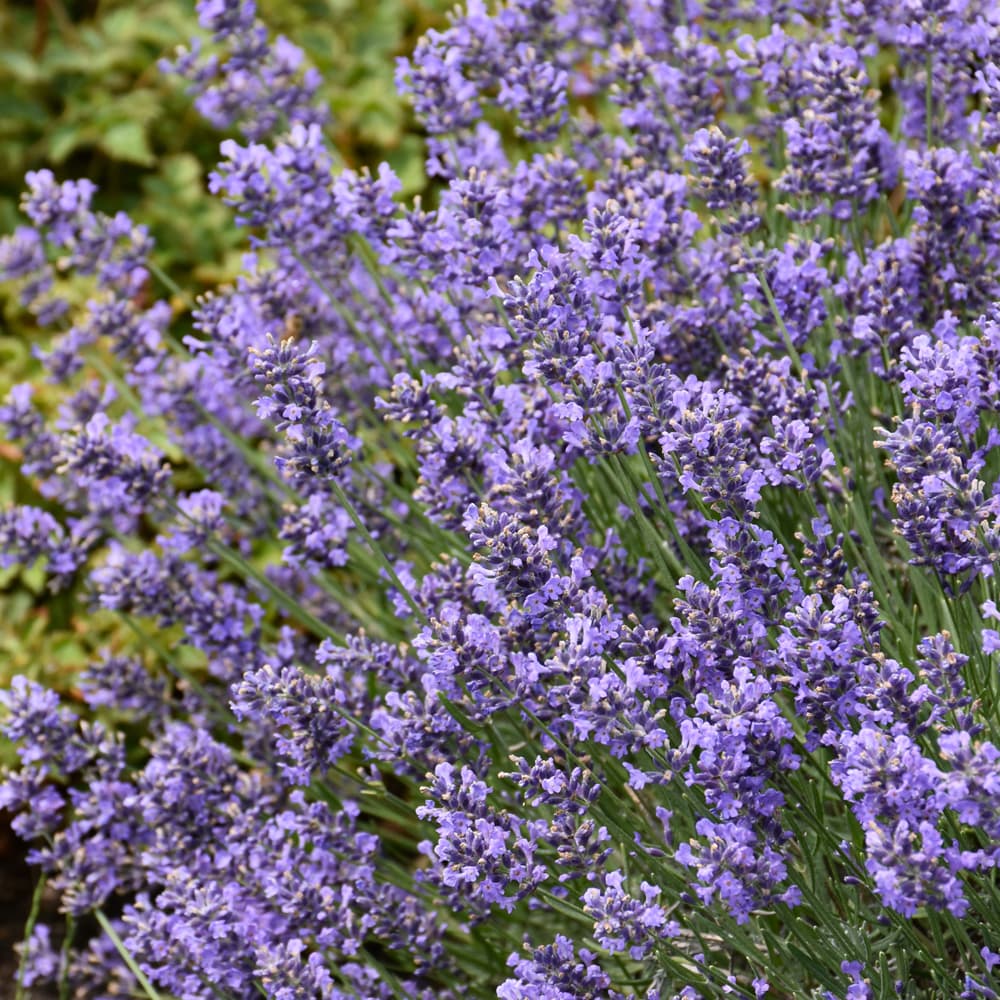 NetPS Plant Finder (www.netpsplantfinder.com)