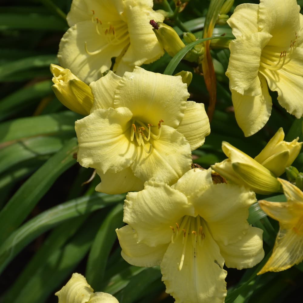 NetPS Plant Finder (www.netpsplantfinder.com)