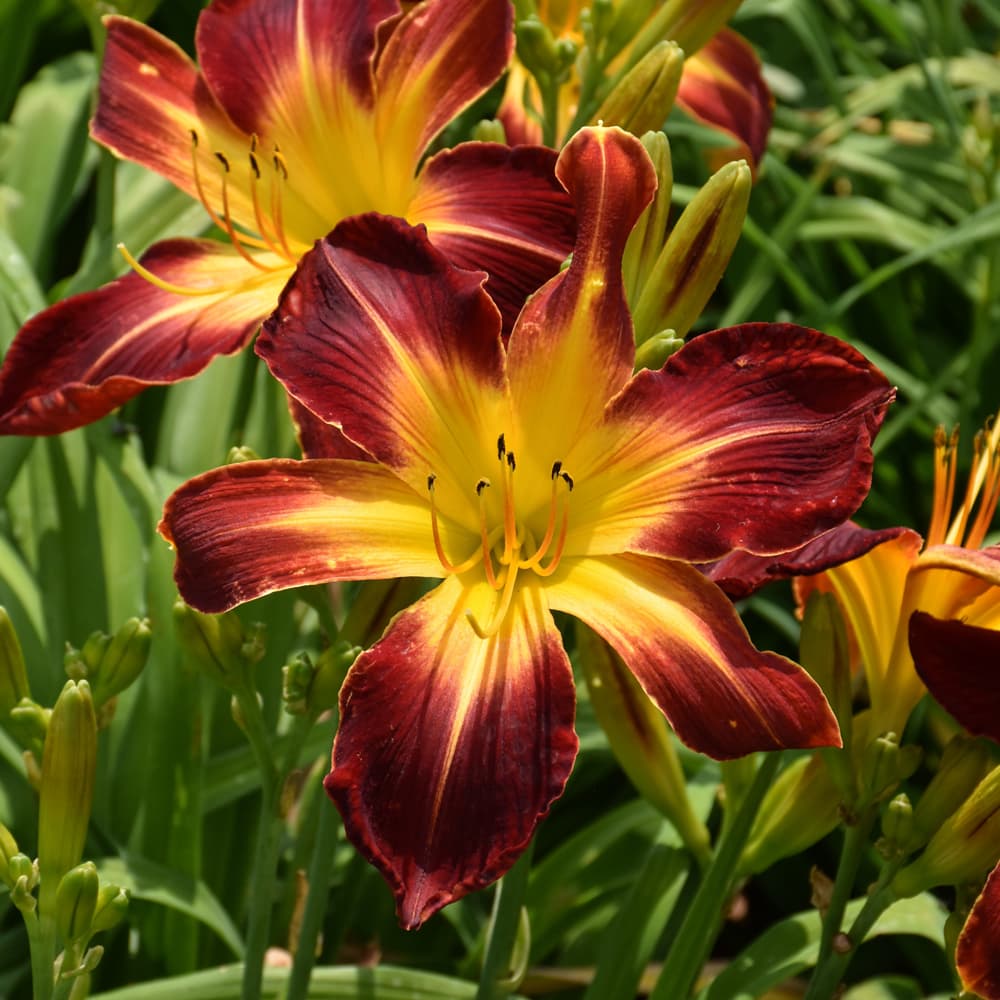 NetPS Plant Finder (www.netpsplantfinder.com)