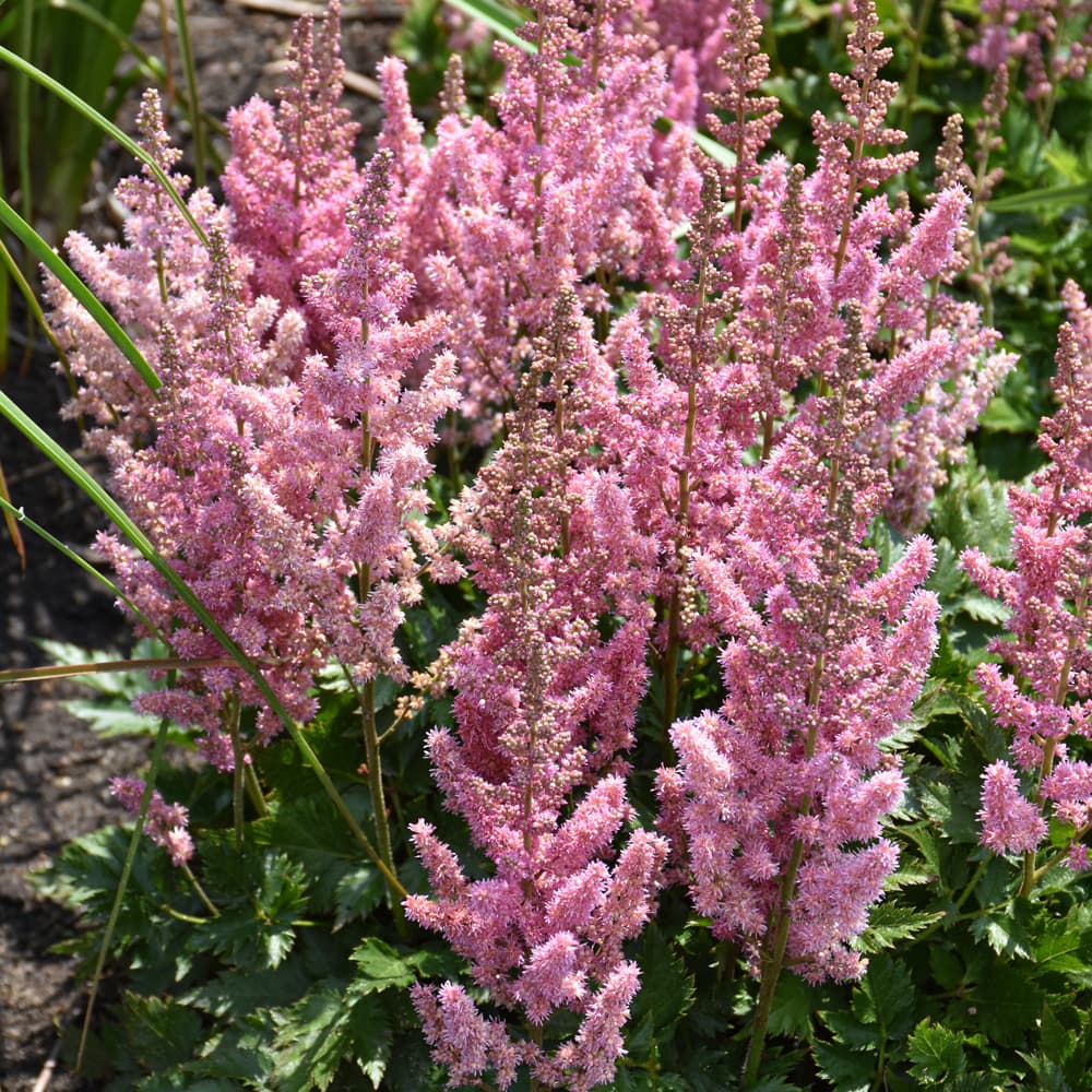 NetPS Plant Finder (www.netpsplantfinder.com)