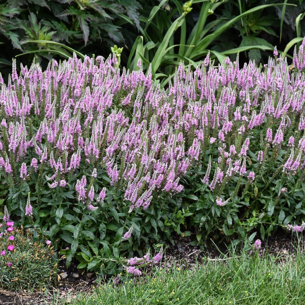 NetPS Plant Finder (www.netpsplantfinder.com)