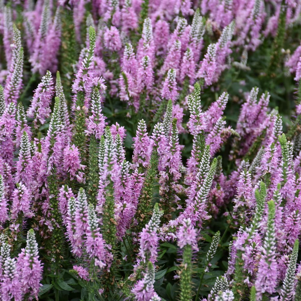 NetPS Plant Finder (www.netpsplantfinder.com)