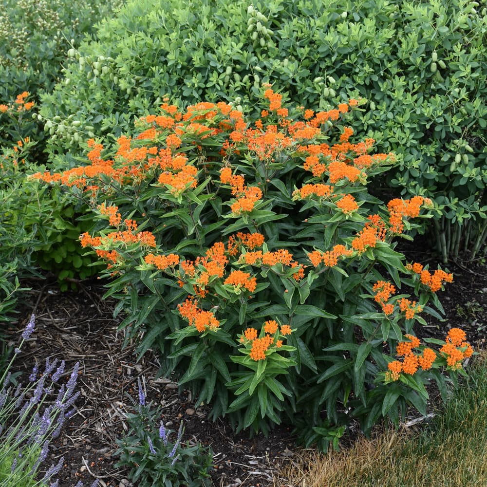 NetPS Plant Finder (www.netpsplantfinder.com)