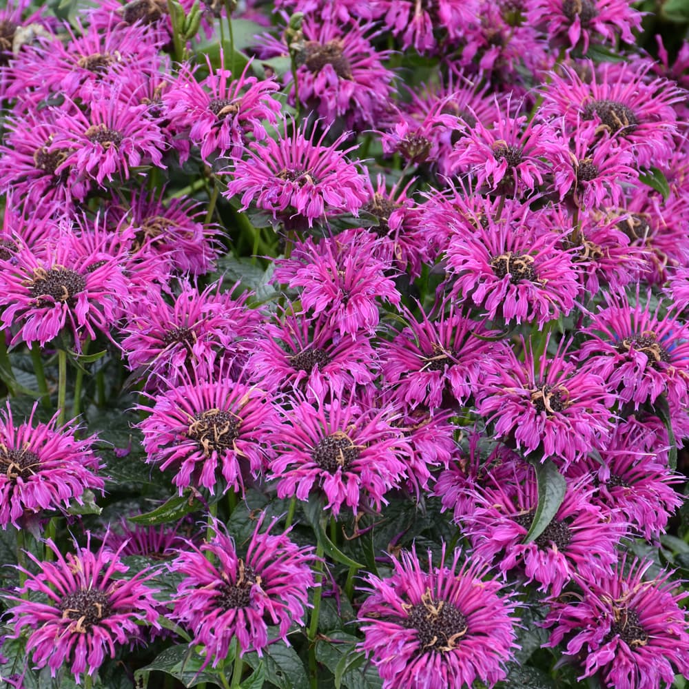 NetPS Plant Finder (www.netpsplantfinder.com)