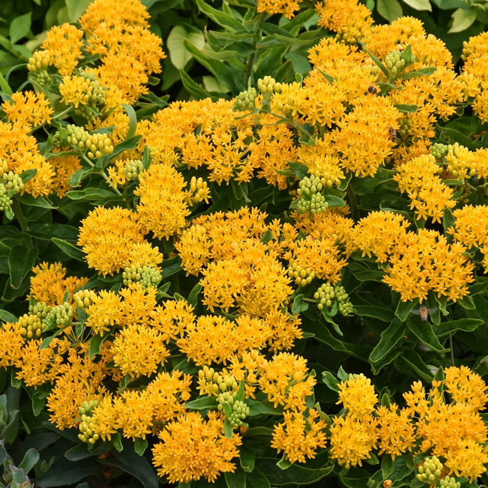 NetPS Plant Finder (www.netpsplantfinder.com)