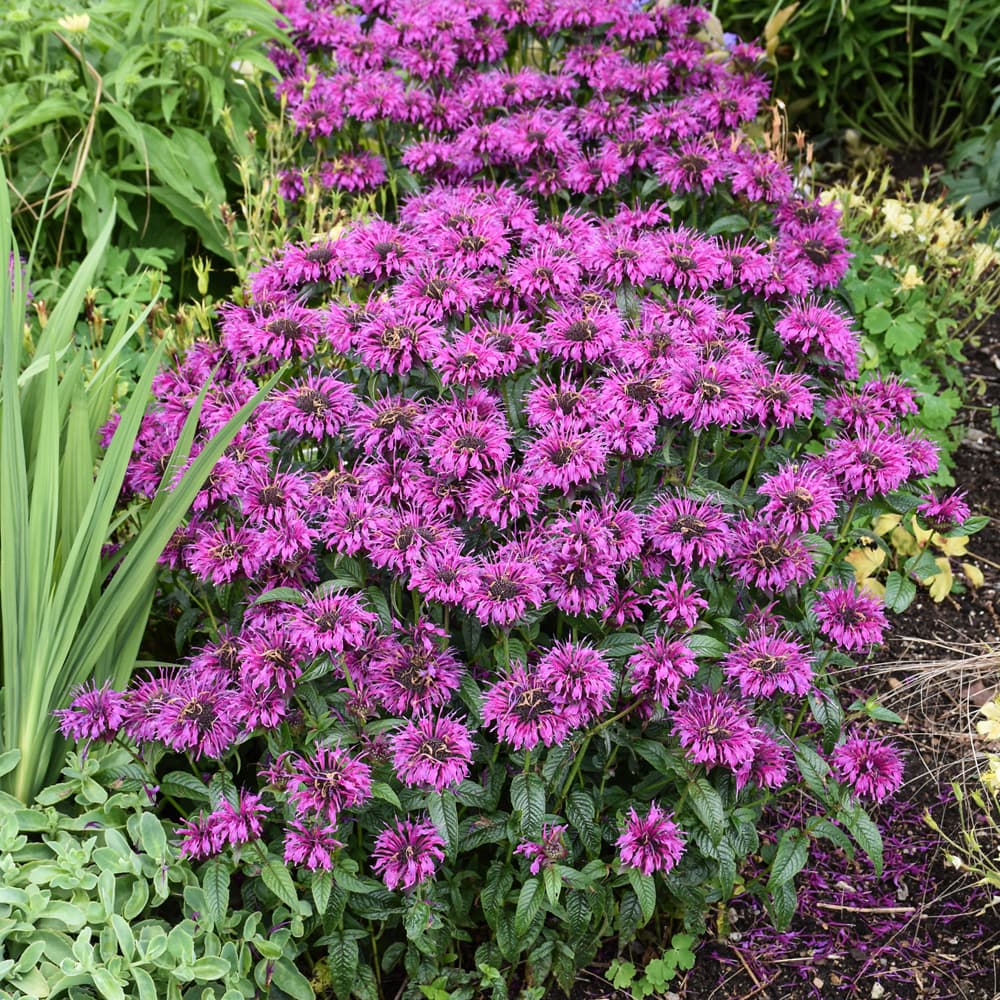 NetPS Plant Finder (www.netpsplantfinder.com)