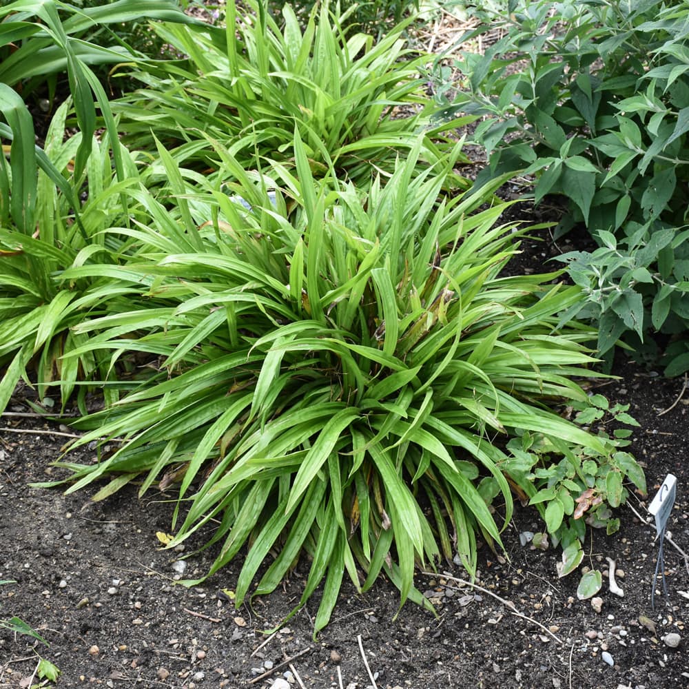 NetPS Plant Finder (www.netpsplantfinder.com)