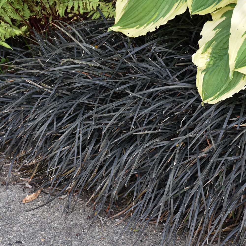 NetPS Plant Finder (www.netpsplantfinder.com)