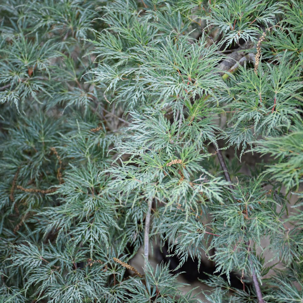 NetPS Plant Finder (www.netpsplantfinder.com)