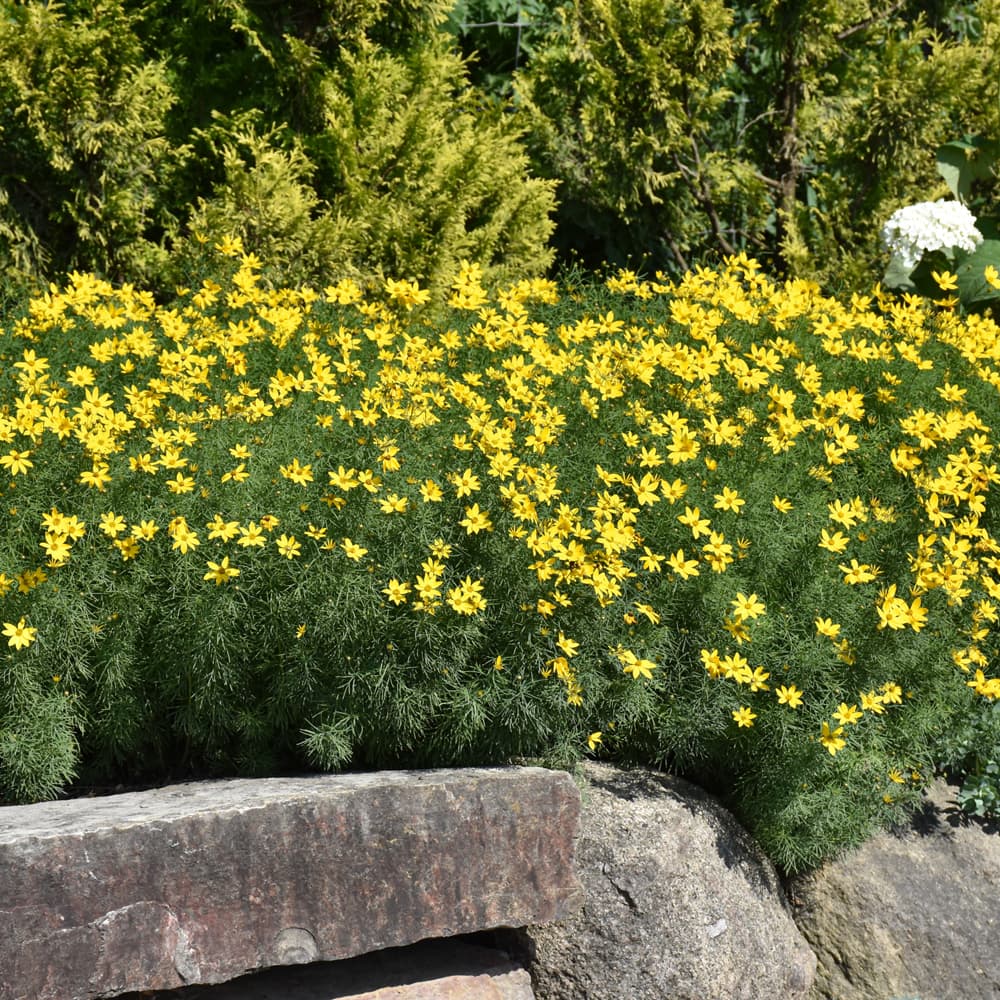 NetPS Plant Finder (www.netpsplantfinder.com)