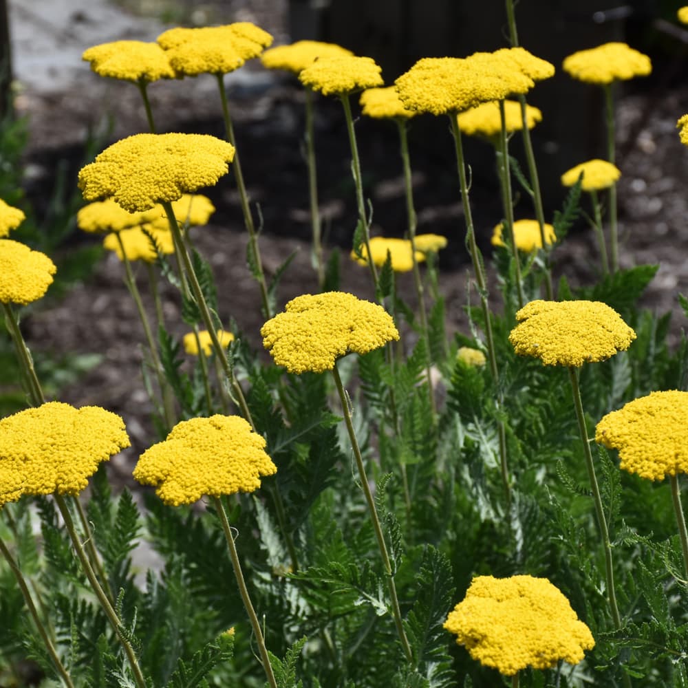 NetPS Plant Finder (www.netpsplantfinder.com)