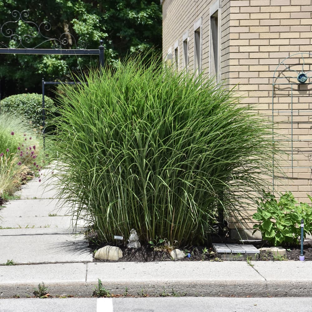 NetPS Plant Finder (www.netpsplantfinder.com)