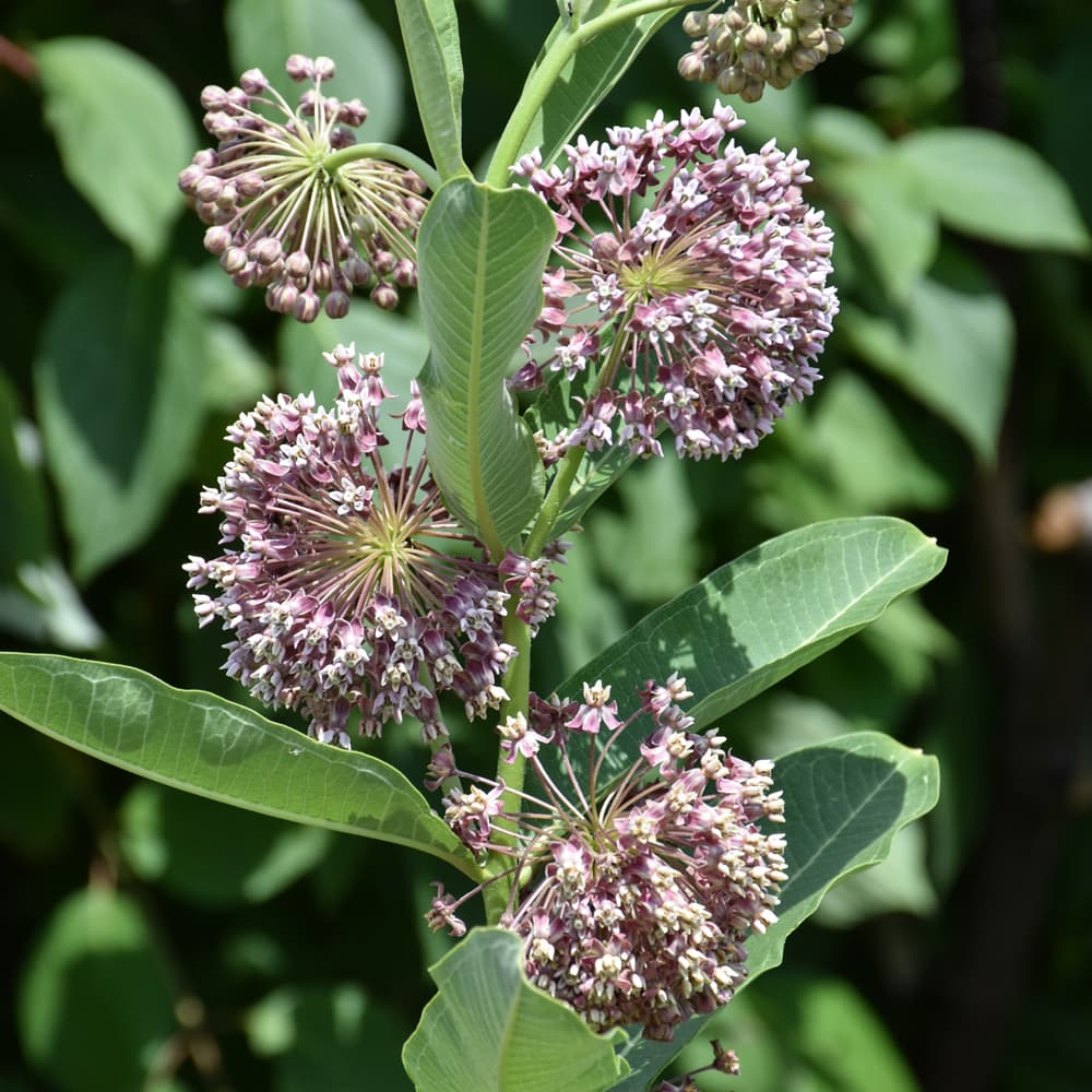 NetPS Plant Finder (www.netpsplantfinder.com)