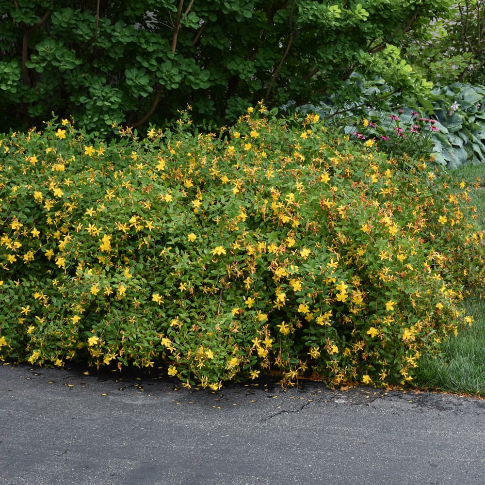 NetPS Plant Finder (www.netpsplantfinder.com)