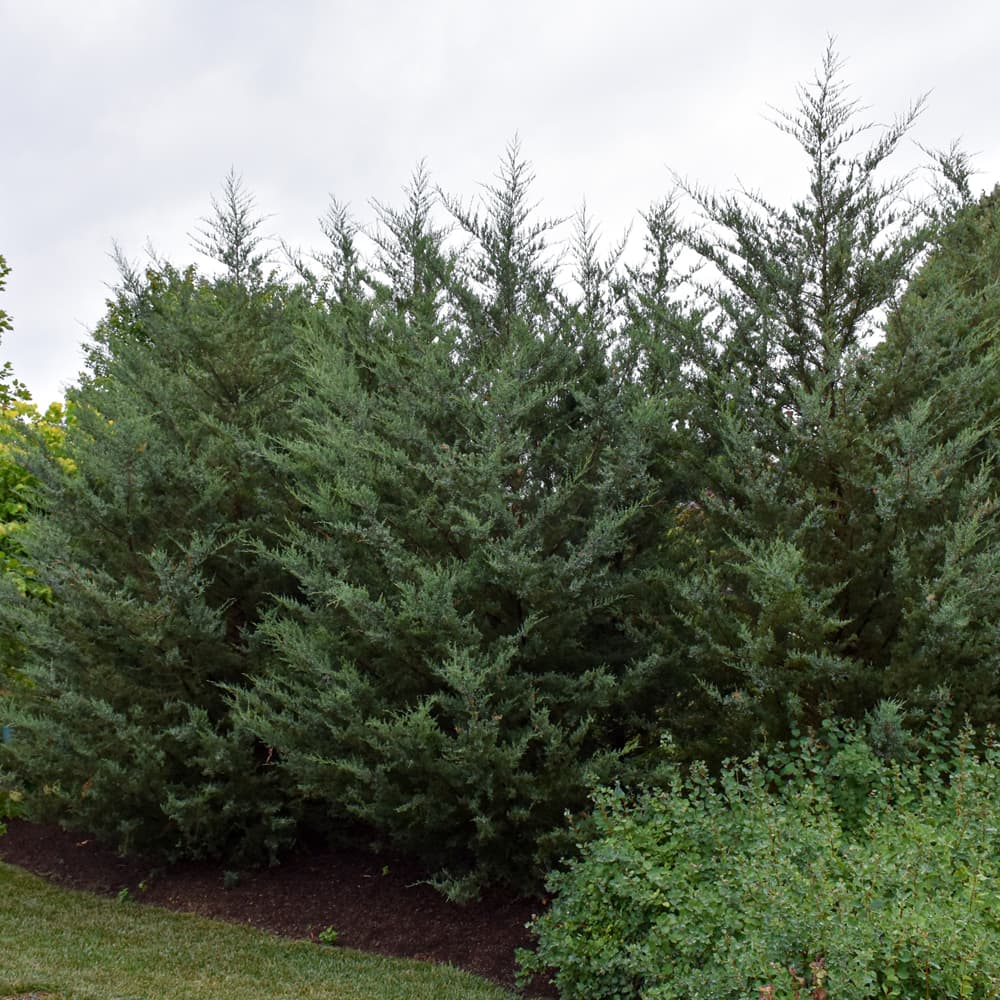 NetPS Plant Finder (www.netpsplantfinder.com)