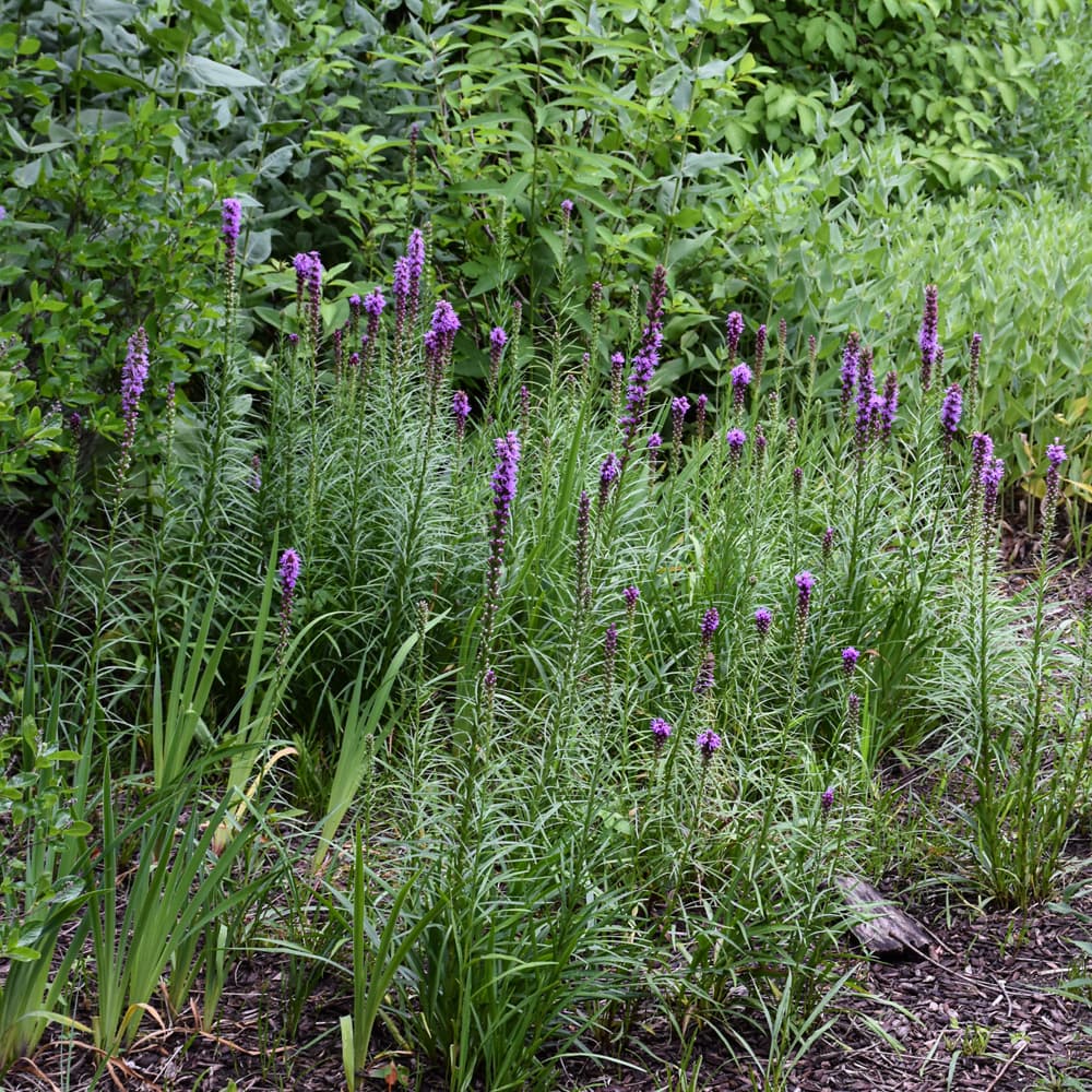 NetPS Plant Finder (www.netpsplantfinder.com)