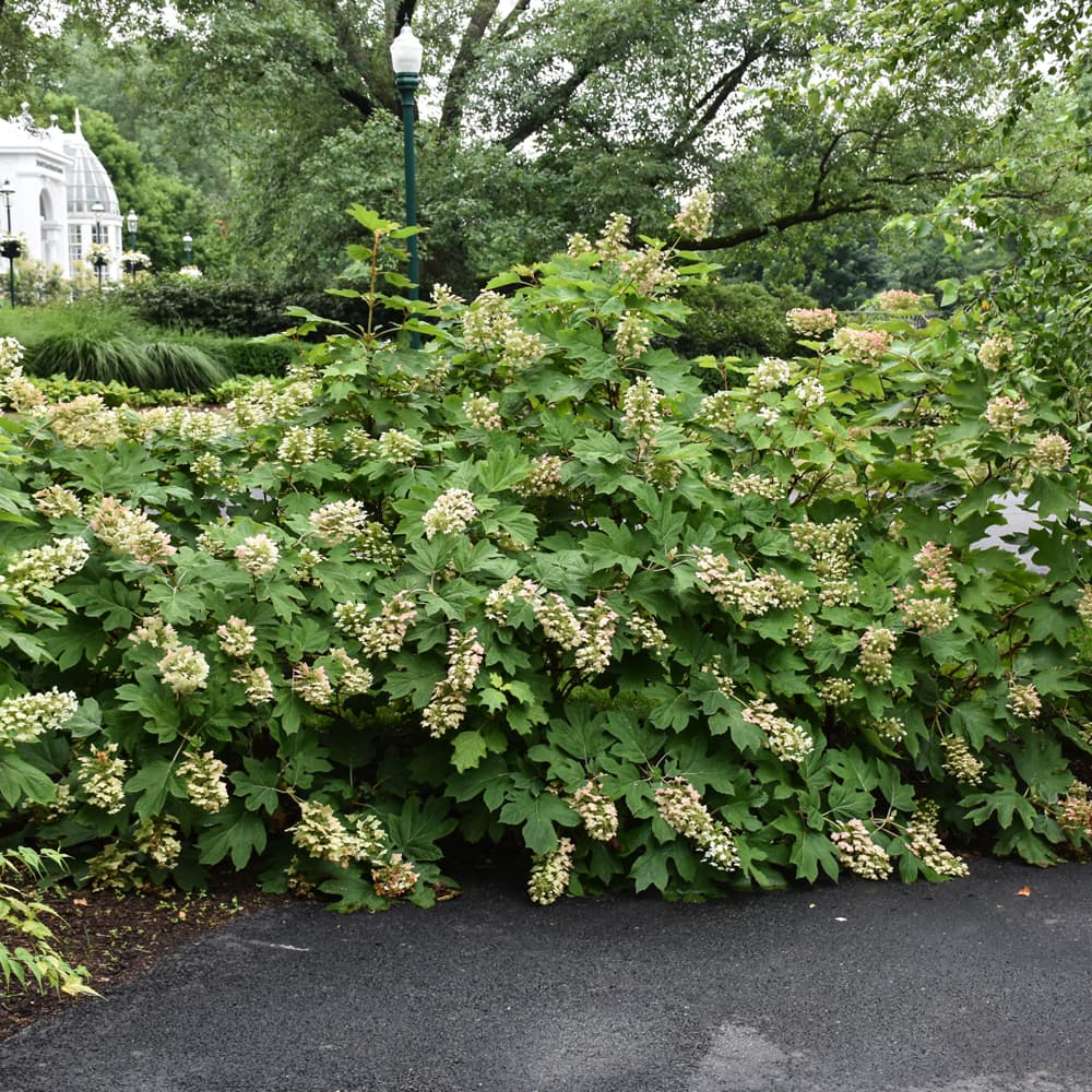 NetPS Plant Finder (www.netpsplantfinder.com)