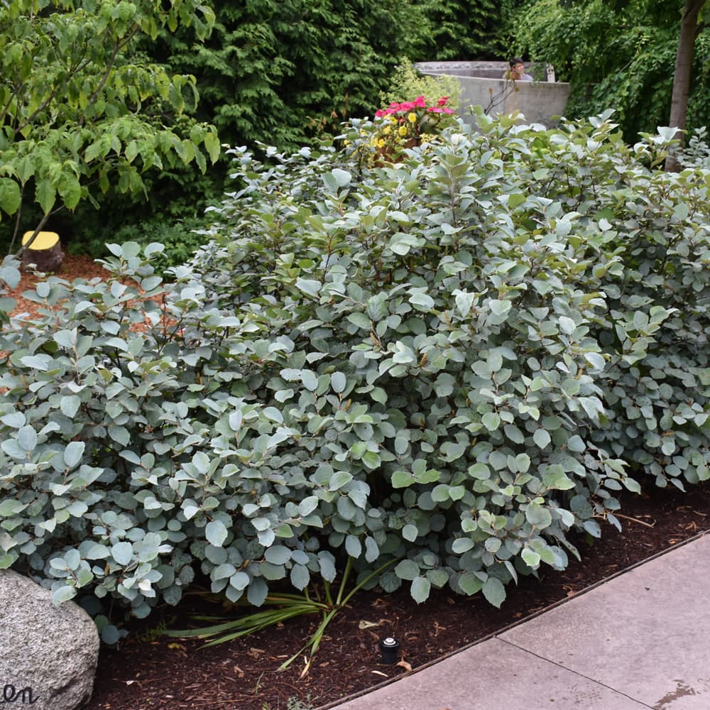 NetPS Plant Finder (www.netpsplantfinder.com)