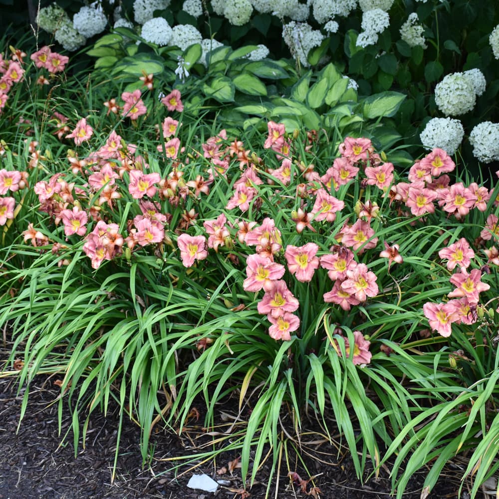 NetPS Plant Finder (www.netpsplantfinder.com)