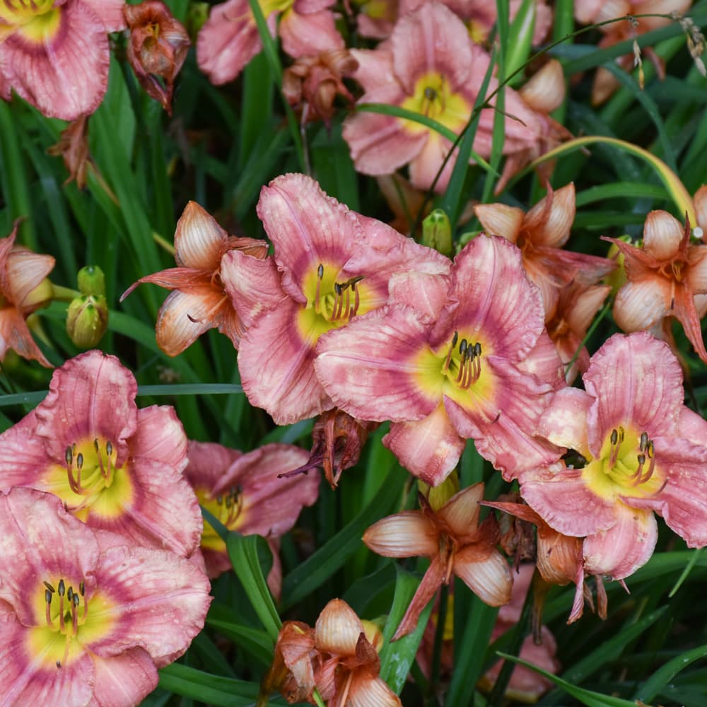 NetPS Plant Finder (www.netpsplantfinder.com)