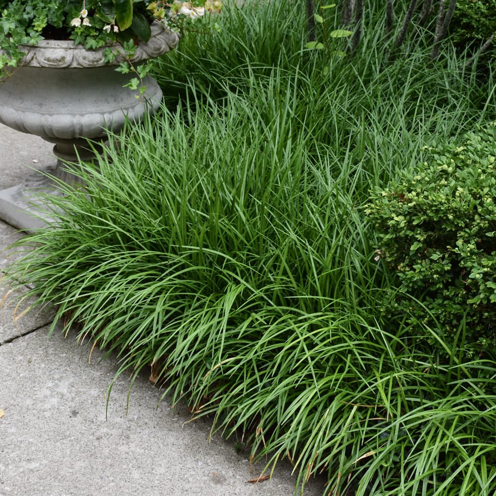 NetPS Plant Finder (www.netpsplantfinder.com)