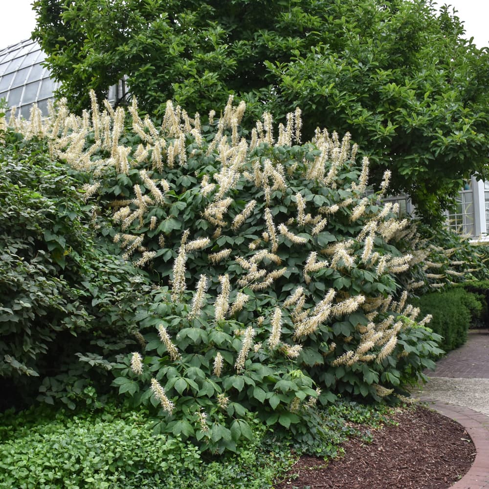 NetPS Plant Finder (www.netpsplantfinder.com)