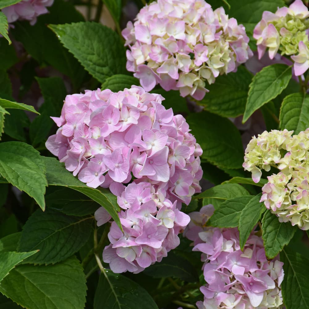 NetPS Plant Finder (www.netpsplantfinder.com)