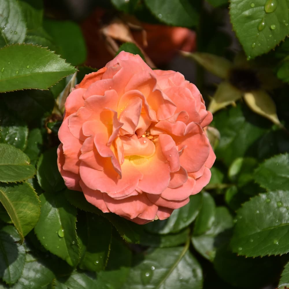 NetPS Plant Finder (www.netpsplantfinder.com)