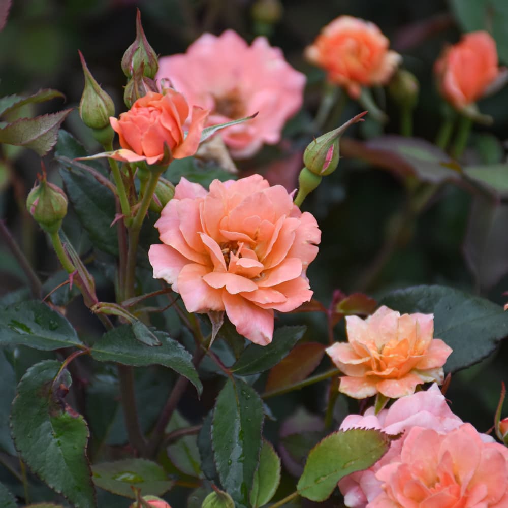 NetPS Plant Finder (www.netpsplantfinder.com)