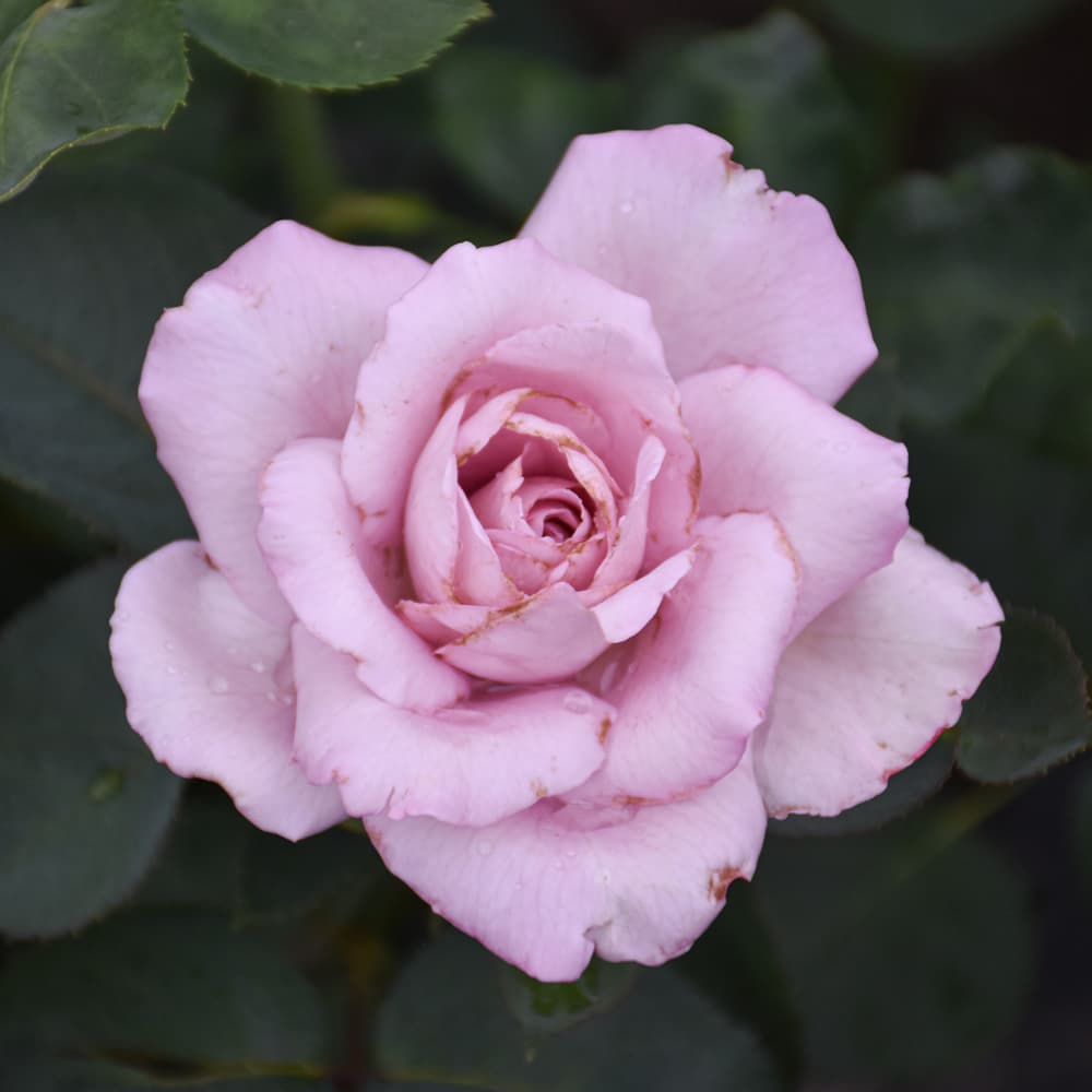 NetPS Plant Finder (www.netpsplantfinder.com)