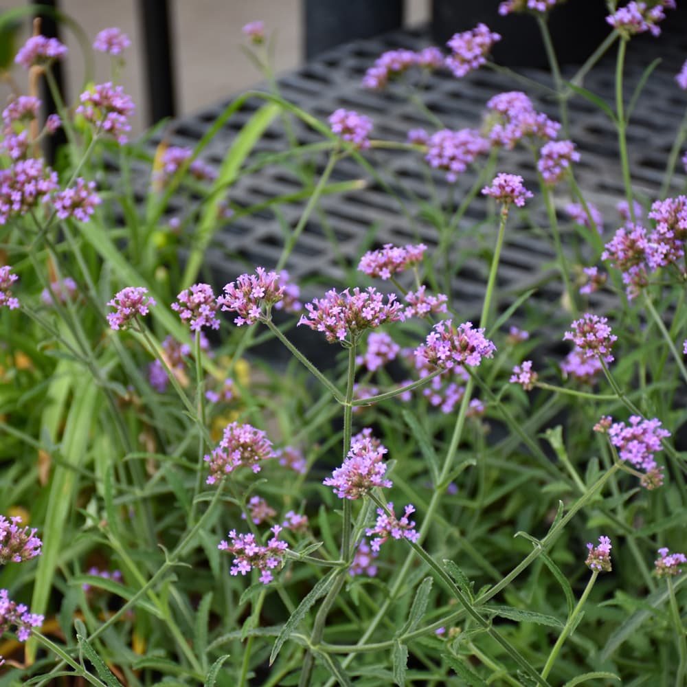 NetPS Plant Finder (www.netpsplantfinder.com)