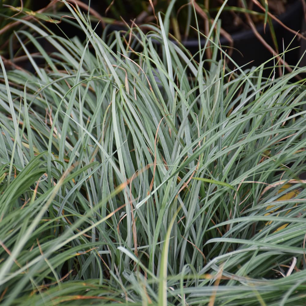 Carex Blue Zinger