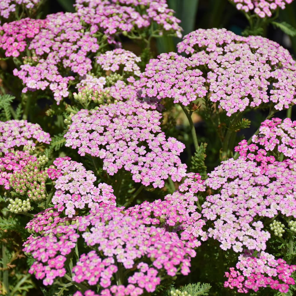 NetPS Plant Finder (www.netpsplantfinder.com)