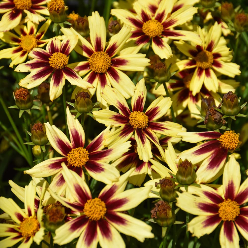 NetPS Plant Finder (www.netpsplantfinder.com)