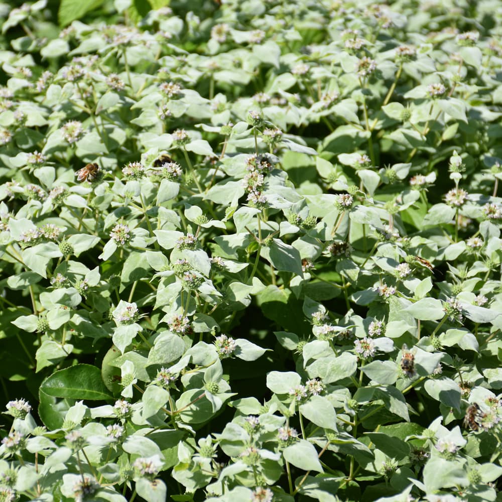 NetPS Plant Finder (www.netpsplantfinder.com)